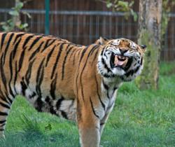Amur Tiger